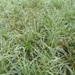 Carex conica 'Snowline' - Zegge