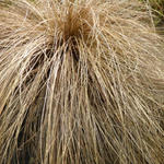 Carex flagellifera - Zegge