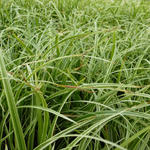 Carex 'Silver Sceptre' - Zegge