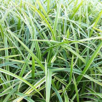 Carex morrowii 'Ice Dance'