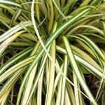 Carex oshimensis 'Evergold' - Zegge - Carex oshimensis 'Evergold'