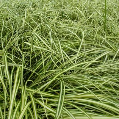 Zegge - Carex oshimensis 'Ice Cream'