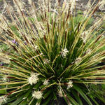 Carex oshimensis 'JS Greenwell' - Zegge - Carex oshimensis 'JS Greenwell'