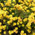 Chrysanthemum Indicum  'Bienchen'