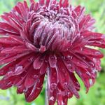 Chrysanthemum indicum 'Ceddie Mason' - Chrysant