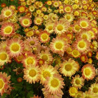 Chrysanthemum indicum 'Dernier Soleil' - Chrysant