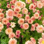 Chrysanthemum indicum 'Herbstbrokat' - Chrysant