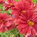 Chrysanthemum rubellum  'Duchess of Edinburgh' - Chrysant