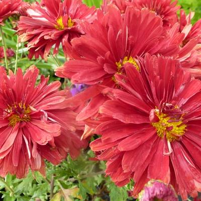 Chrysanthemum rubellum  'Duchess of Edinburgh' - Chrysant