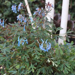 Corydalis flexuosa 'Porcelain Blue' - Helmbloem - Corydalis flexuosa 'Porcelain Blue'