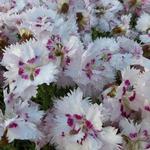 Anjer - Dianthus plumarius 'Ine'