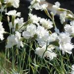 Dianthus plumarius 'Mrs Sinkins' - Grasanjer