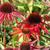 Echinacea purpurea 'Hot Summer'