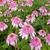 Echinacea purpurea 'SECRET Romance'