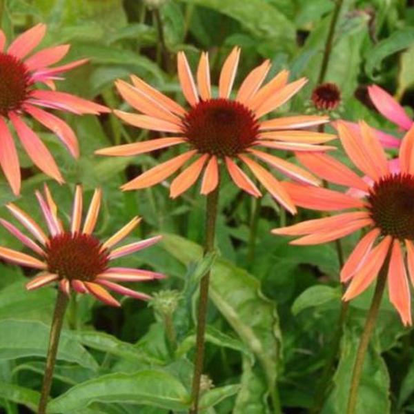 Monarch Ademen pistool Rode zonnehoed - Echinacea purpurea 'Sundown' | Vaste planten | Planten  online kopen | Tuinadvies