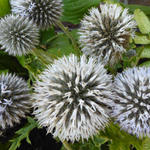 Echinops bannaticus 'Albus' - Kogeldistel - Echinops bannaticus 'Albus'