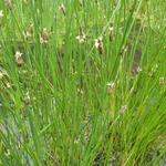 Eleocharis palustris - Waterbies, gewone waterbies - Eleocharis palustris