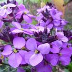 Steenraket - Erysimum 'Bowles Mauve'