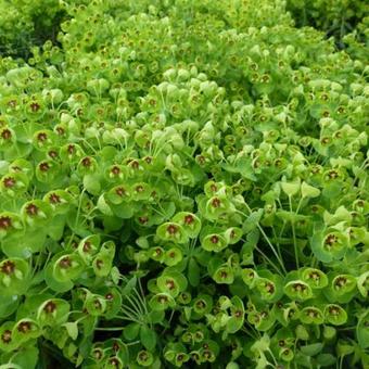 Euphorbia amygdaloides 'Kolibri'