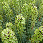 Euphorbia characias 'Black Pearl' - Wolfsmelk