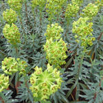 Euphorbia characias 'Blue Wonder' - Wolfsmelk