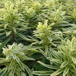 Euphorbia characias subsp. characias 'Burrow Silver' - Wolfsmelk