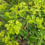 Euphorbia cornigera 'Goldener Turm' - Wolfsmelk