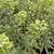 Euphorbia x martinii 'Ascot Rainbow'