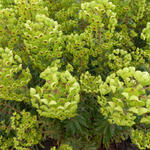 Euphorbia x martinii - Wolfsmelk