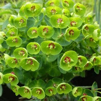 Euphorbia x martinii 'Baby Charm'