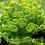 Euphorbia x martinii 'Baby Charm'