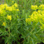 Euphorbia palustris - Moeraswolfsmelk - Euphorbia palustris