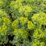 Euphorbia polychroma 'Variegata' - Wolfsmelk