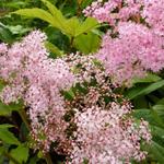 Moerasspirea - Filipendula rubra 'Venusta'