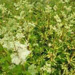 Filipendula ulmaria  'Variegata' - Moerasspirea