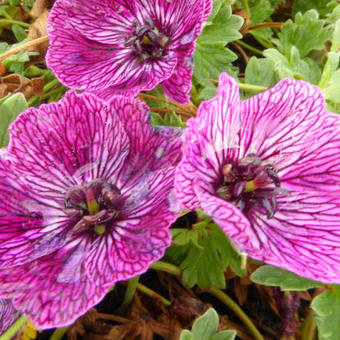 Geranium cinereum 'Jolly Jewel Lilac'