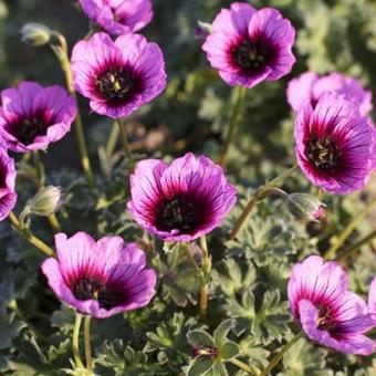 Geranium cinereum 'Jolly Jewel Violet'
