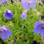 Geranium himalayense 'Irish Blue' - Ooievaarsbek - Geranium himalayense 'Irish Blue'