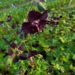 Ooievaarsbek - Geranium phaeum 'Mourning Widow'