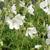 Geranium pratense var. pratense f. albiflorum 'Silver Queen'