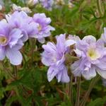 Ooievaarsbek - Geranium pratense 'Summer Skies'