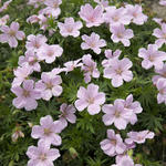 Geranium sanguineum 'Pink Pouffe' - Ooievaarsbek
