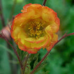 Geum coccineum 'Nonna' - Nagelkruid - Geum coccineum 'Nonna'