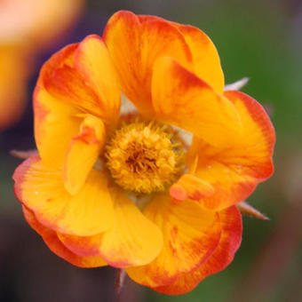 Geum COCKTAIL 'Spanish Fly'
