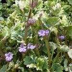 Hondsdraf - Glechoma hederacea 'Variegata'