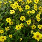 Helianthus microcephalus - Zonnebloem - Helianthus microcephalus