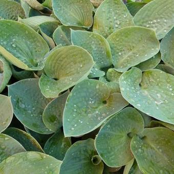 Hosta 'Big Daddy'