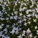 Houstonia caerulea 'Milliard's Variety' - Porseleinsterretje