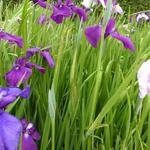 Iris ensata - Japanse iris - Iris ensata