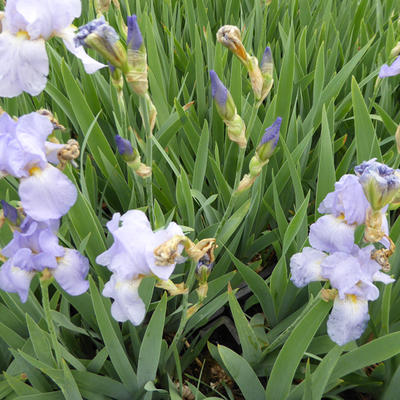 Baardiris, zwaardiris - Iris germanica 'Babbeling Brook'